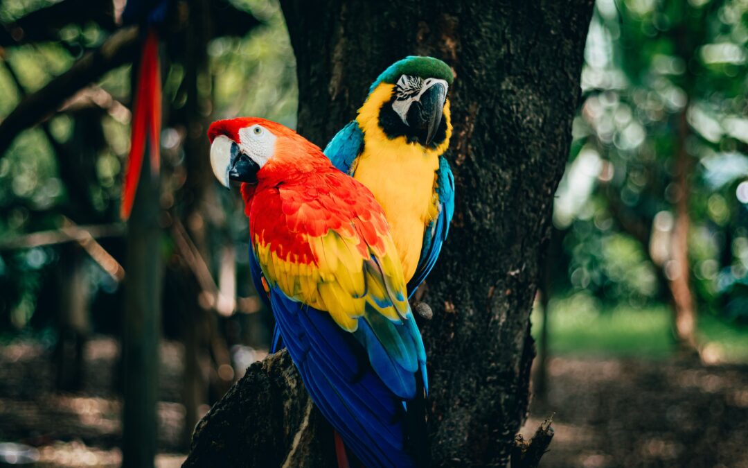 which country has the most number of animal kingdoms in the world?