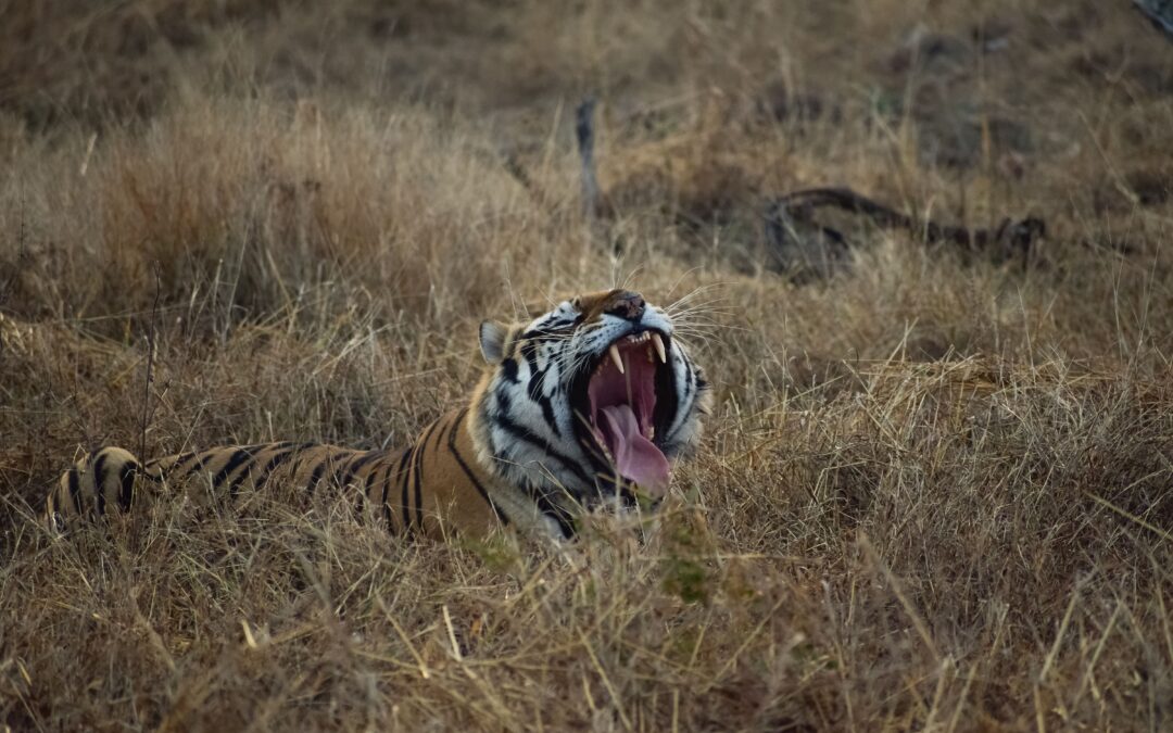 India’s most animal kingdom state